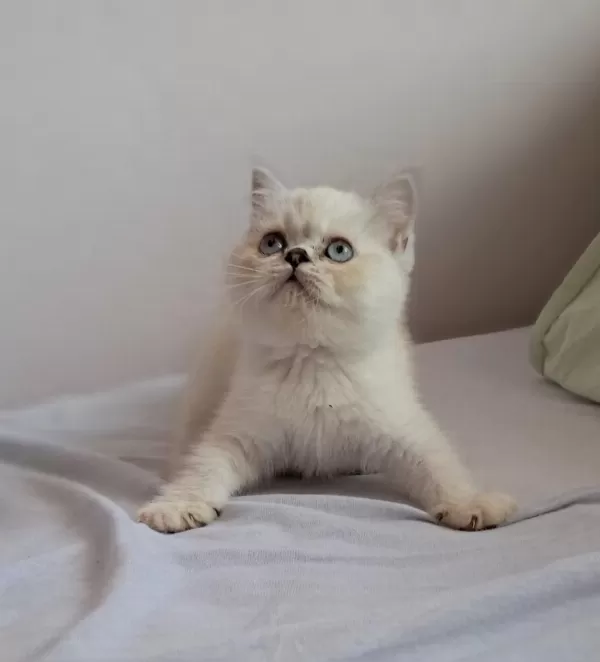 British Shorthair Point Erkek