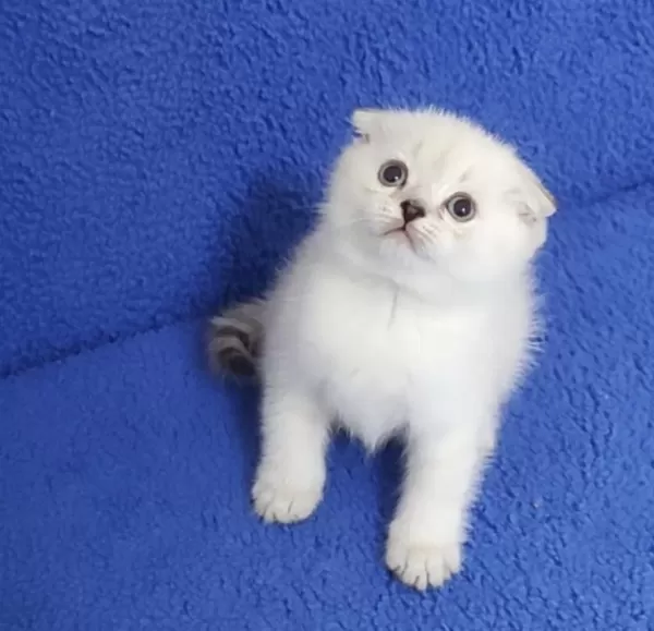 Teslime Hazir Mükemmel Bir Scottish Fold