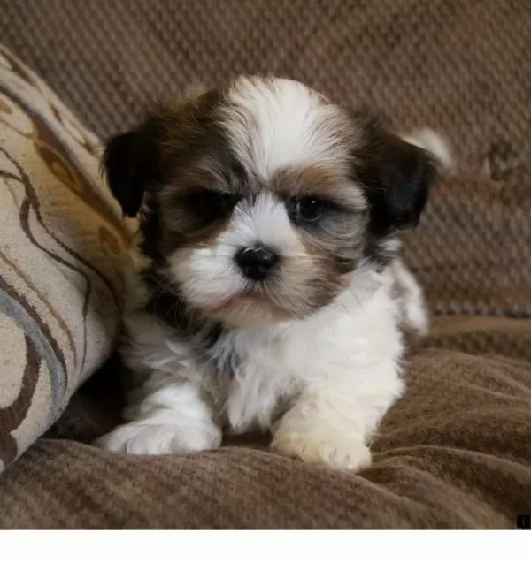 Morkie Yavrularımızı Canlı Görerek Alabilirsiniz