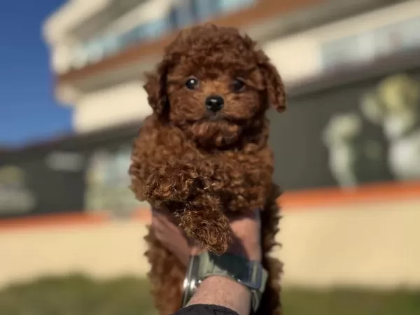 Ankaranın En Elit Kore Toy Poodları Petmode Den
