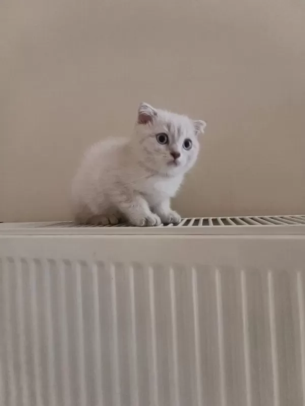 Safkan Dişi Ve Erkek Ayıcık Surat Kediler