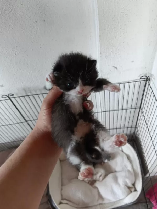 Scottish Fold Bebekler Yuva Arıyor