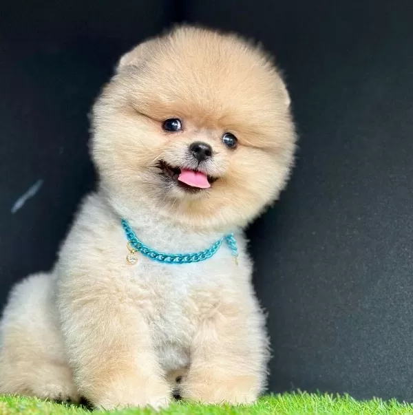 Safkan Pomeranian Boo Bebekler