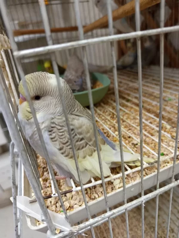 Yavru Yetişkin Yavrulu Ve Yumurtalı Muhabbet Kuşu Takımlar