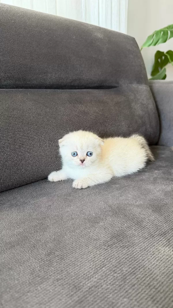 Teslime Hazir Mükemmel Bir Scottish Fold