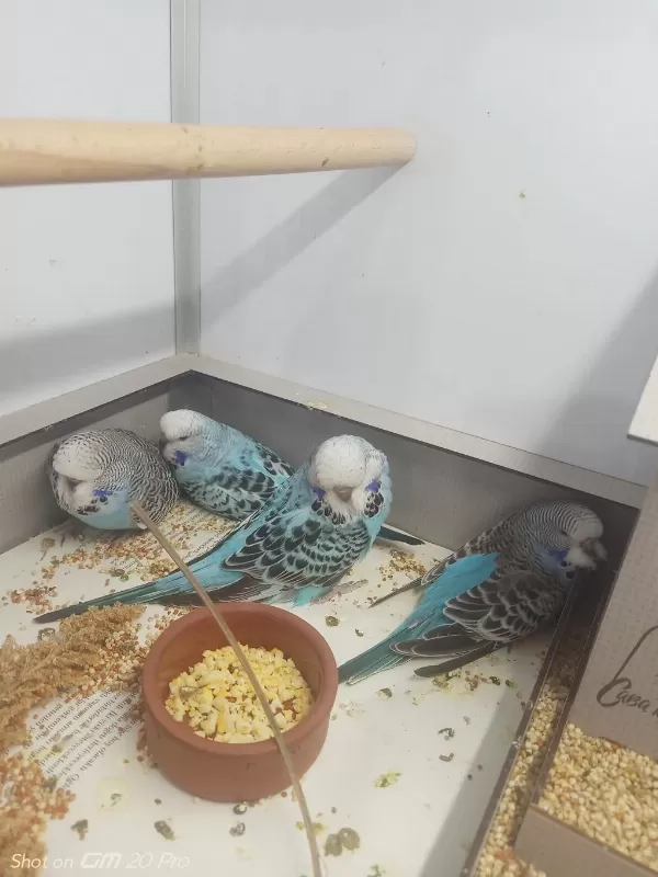 Muhabbet Kuşu Yeni Yeme Düşmüş