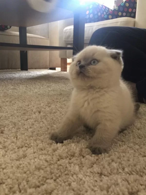 British Shorthair Bebekler 2 Aylık
