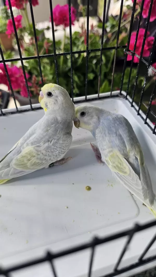 Rengarenk Üst Vasif Rainbow Muhabbet Takimlar