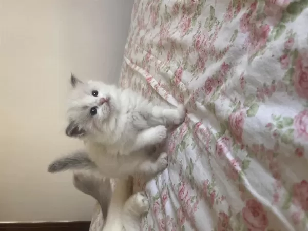 Harika Ragdoll Yavruları