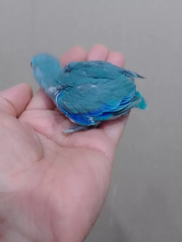 Erkek Bebek Forpus Cep Papağanı