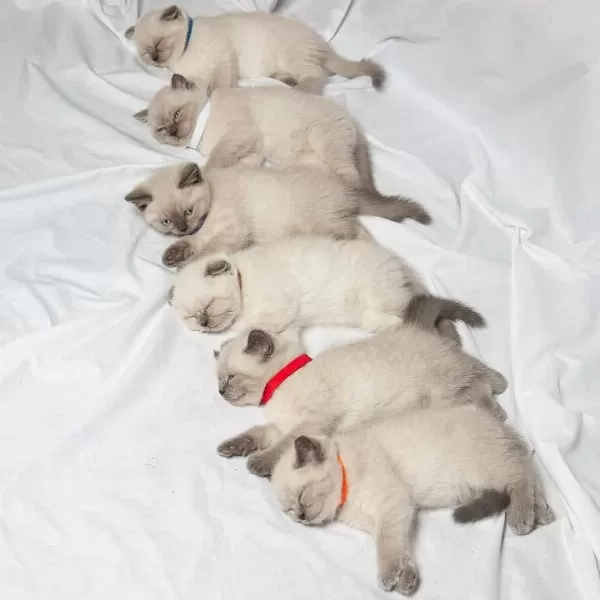 British Shorthair Yavruları