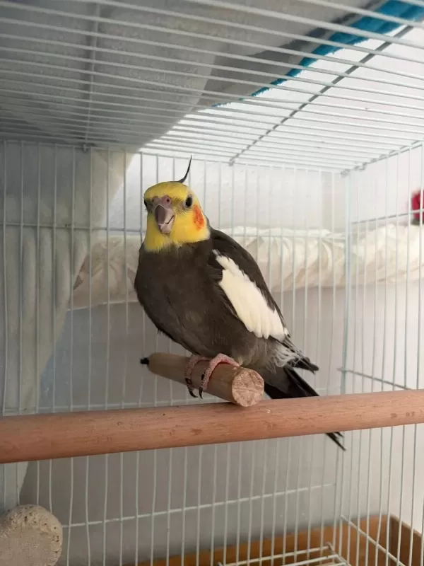 Evcil Konuşan 2 Yaşında Sultan Papağanı Erkek