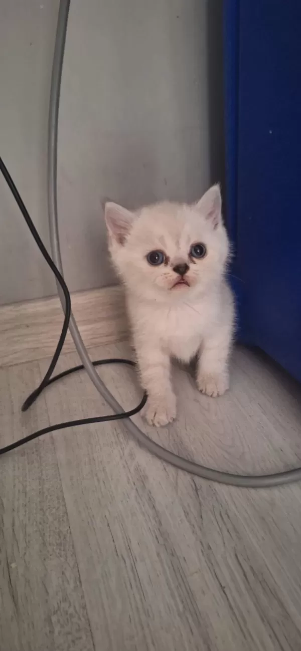 Boncuk Gözlü Yavru Kedilerim Teslime Hazır