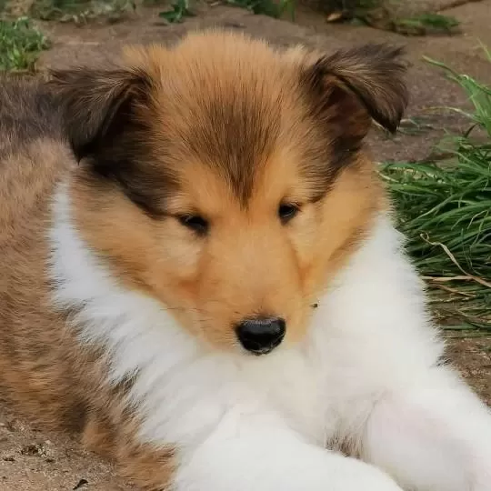 Rough Collie ( Lessie ) Yavrulari