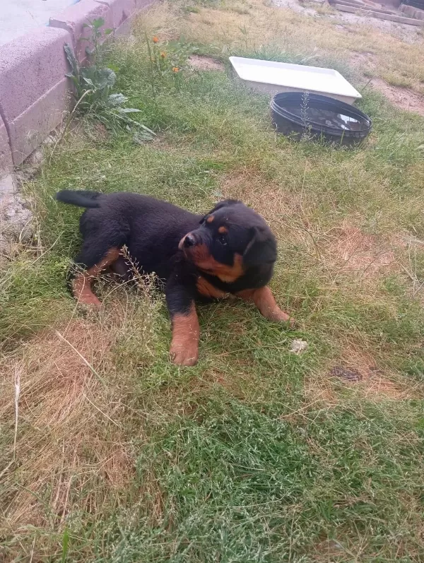Sağlıklı Rottweiler Bebek
