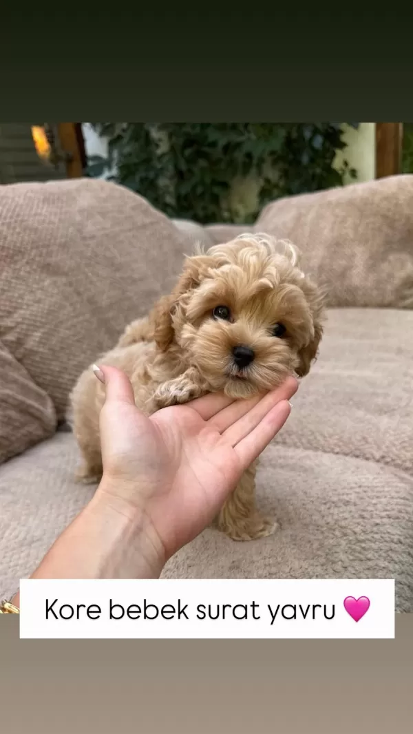 Kore Maltipoo Yavrularımız