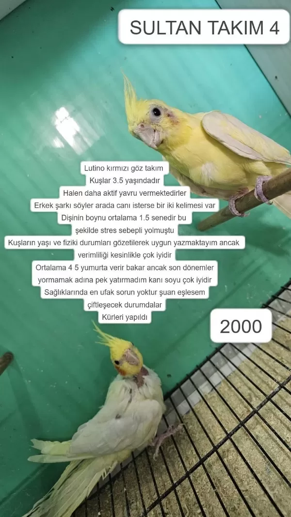Üretime Uygun Takim Sultan Papağanlari