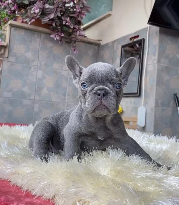 Egzotik Blue French Bulldog Yavrularim Safkan
