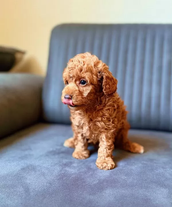 Toy Poodle Red Brown Yavrular