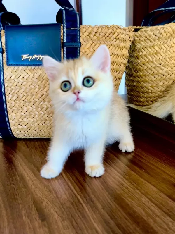 Safkan British Shorthair Golden Dişi Yavru