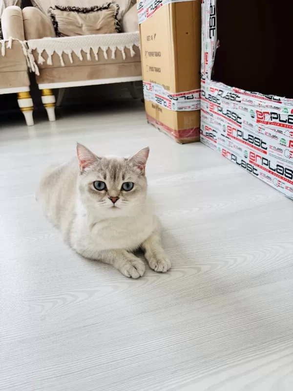 Prenses British Shorthair Kizlarimiz