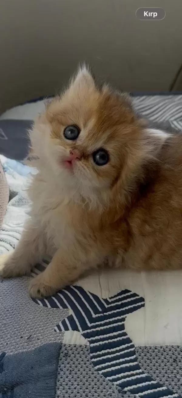 Safkan British Longhair Yavrular