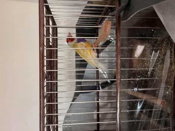 Erkek Mutasyon Goldian Finch