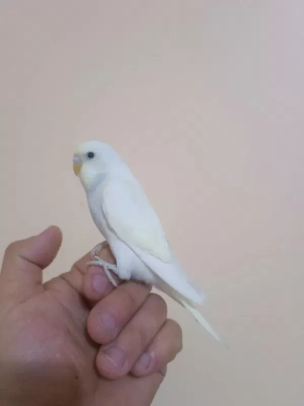 Yavru Muhabbet Kuşumuz