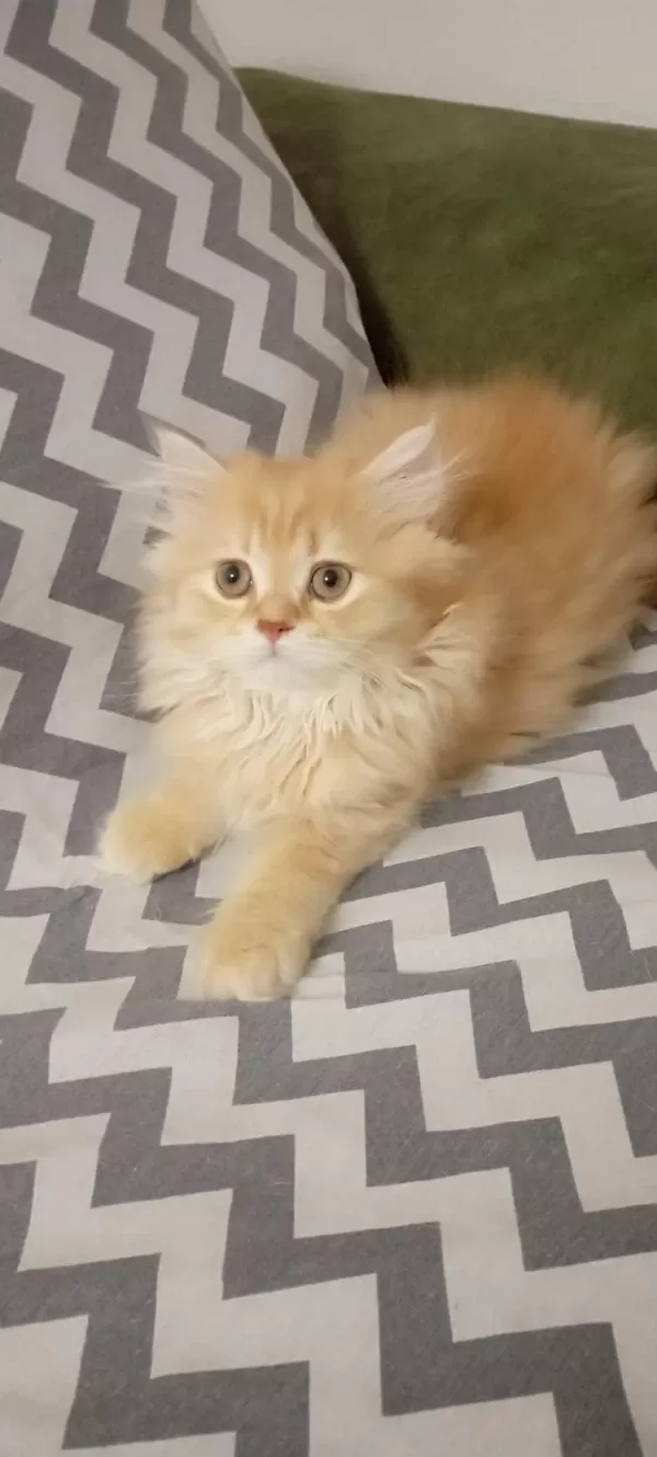 Longhair Yavru Kedimiz