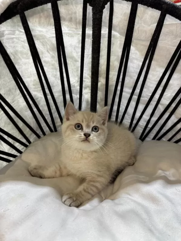 Mükemmel Kalitede British Shorthair Yavrularımız