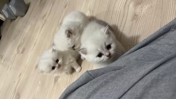 British Shorthair Yavrular (açıklamayı Okuyun)