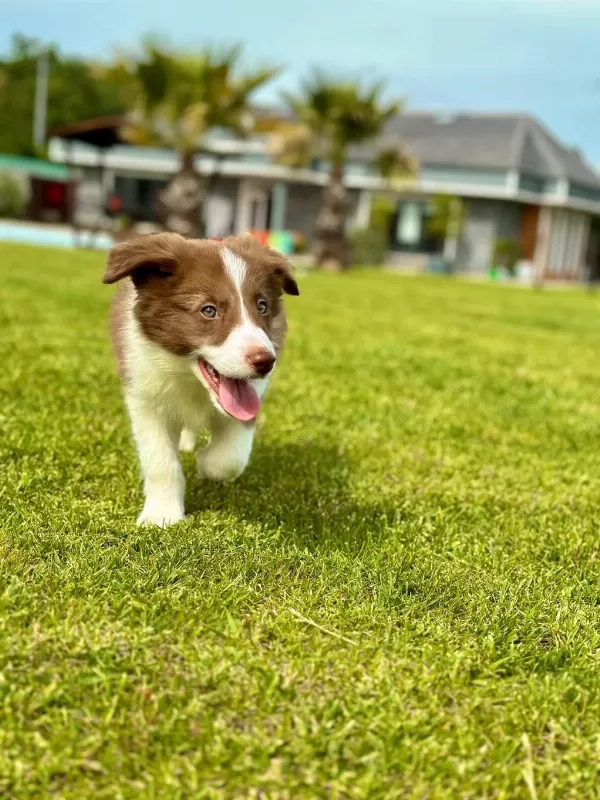 Border Collie Yavruları Aşıları Tam