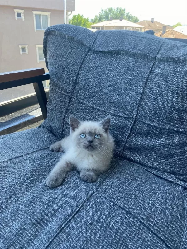 British Shorthair Blue Point Bebekler