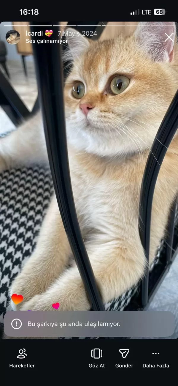 Golden By11 British Shorthair