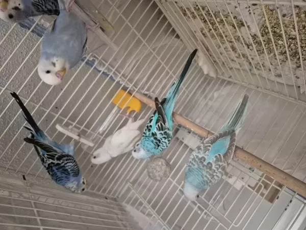 1 Aylık Yavru Kuşlar Ele Kola Alıştırmalık