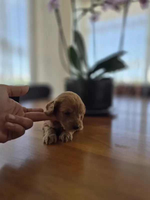 Erkek Maltipoo Yavrumuz
