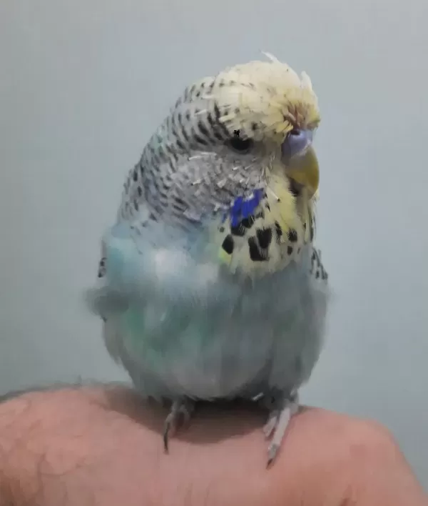 Show Jumbo Muhabbet Kuşu Yavru Erkek