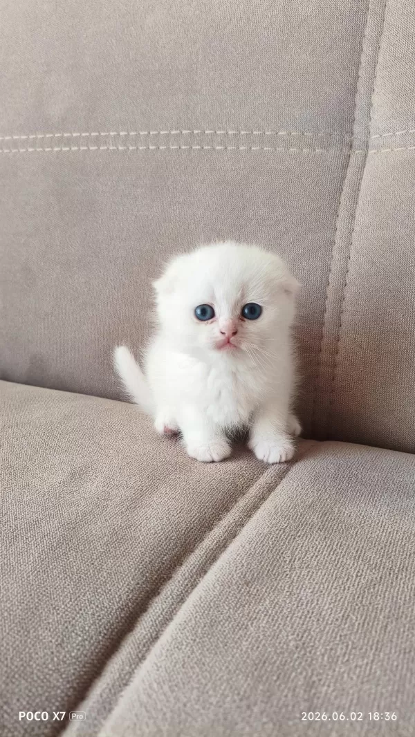 Beyaz Scottish Fold Yavrular Sahiplendirilecektir