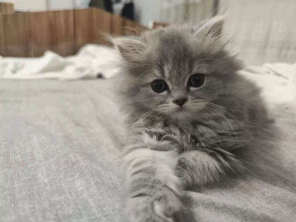 2 Aylık British Longhair Çok Uysal Ve Cana Yakın