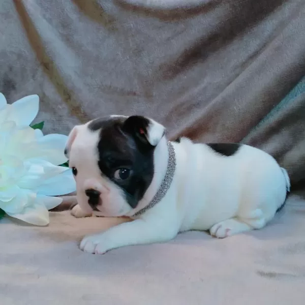 French Bulldog Yavrulari