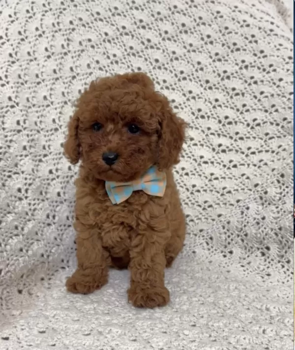 Toypoodle Yavrularımız