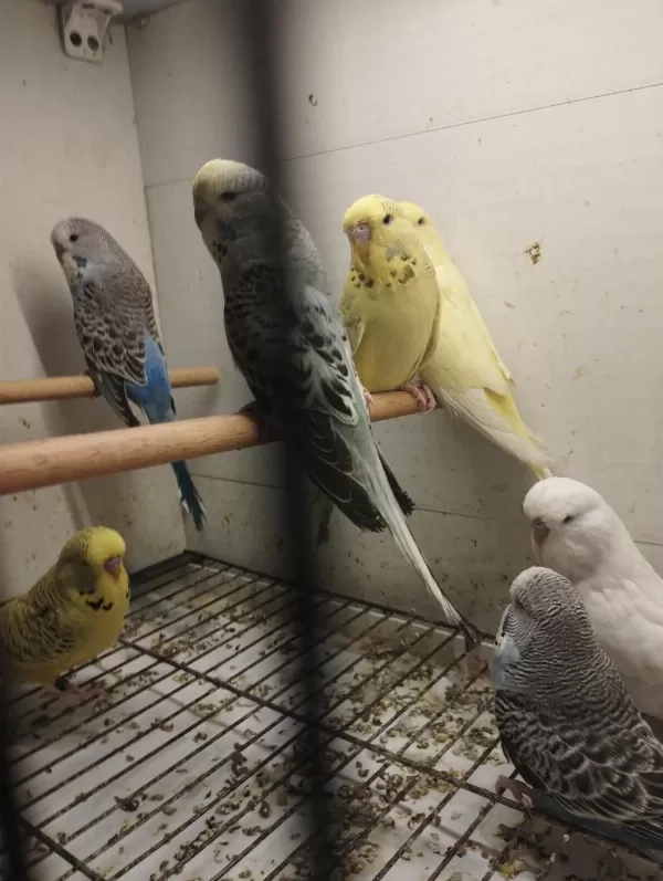 Jumbo Ve Jumbo Kırığı Muhabbet Kuşu Yavrular