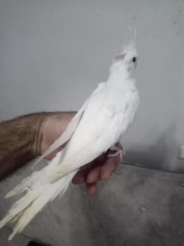 Evcil Albino Sultan Papağanı Yavrular