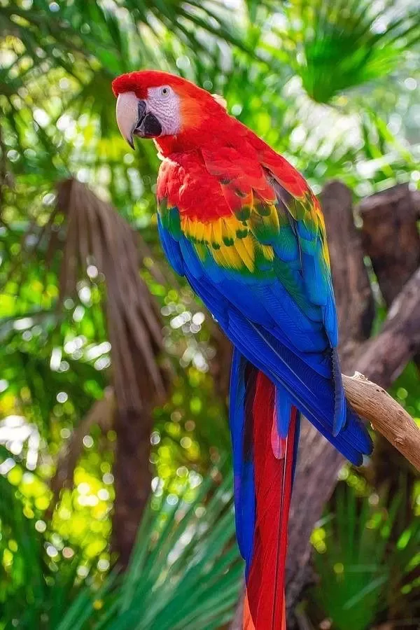 Ara Macaw Enfsane Renk Seçenekleri