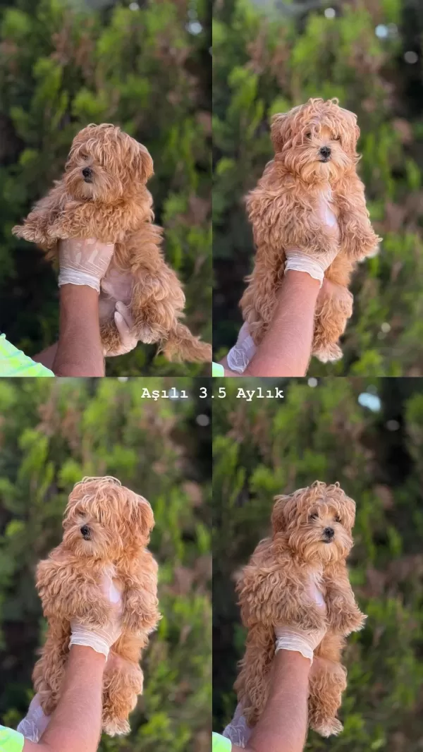 Orjinal Mis Turkey Maltipoo Yavrular Yeni Yuvalarina Hazir