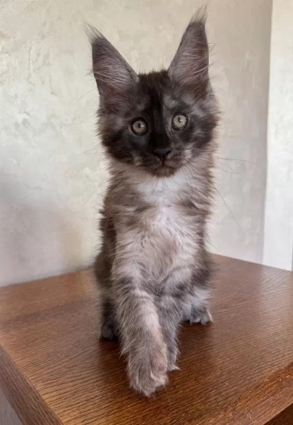 Dev Black Smoke Erkek Maine Coon