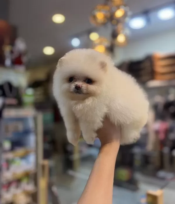 Pomeranian Dişi Yavrumuz