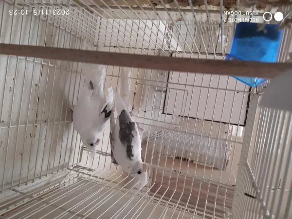 Satılık Sultan Papağanı Takımları Ve Damızlık