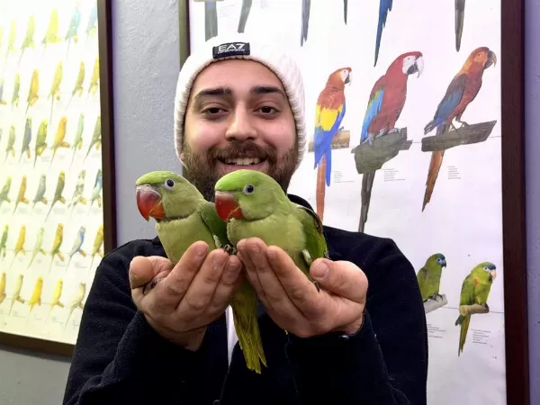 Bebek Alexander İskender Papağani Yavrularımız