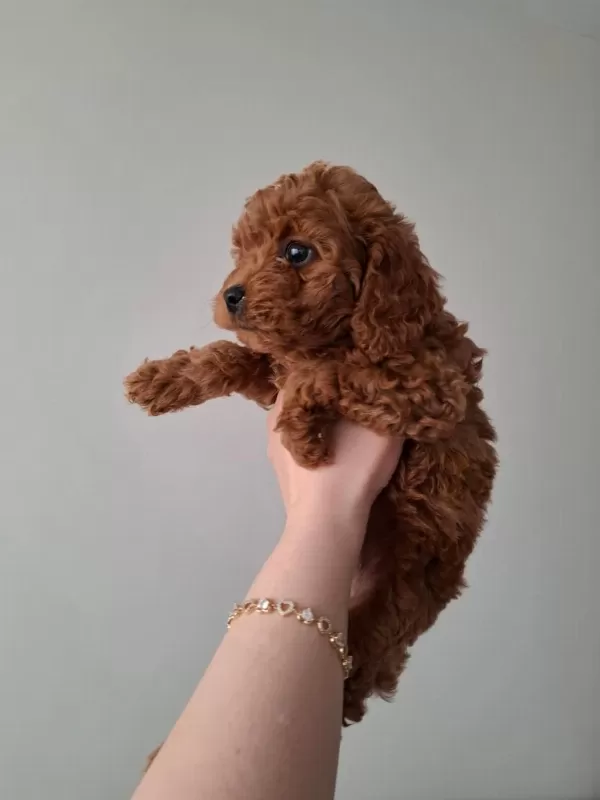 Fırsat Yavruları Evde Büyüyen Toy Poodle Bebekler